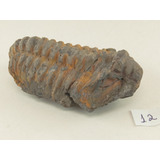 Fossil De Trilobita Do