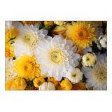 Fundo Fotográfico 2 20 X 1 50 Flores 001 Cor Unica Desenho Impresso Margaridas Amarelo E Branco Realista 167