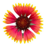 Gaillardia Pulchella Manta Indigena Flor Sementes P Mudas