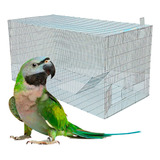 Periquito