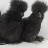 Ovos