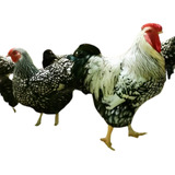 Galinhas Raças Boa Para Carne 4 Kg Em Media 6 Ovos Galados