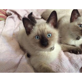Gatinhos Da Raça Siamês Olhos Azuis