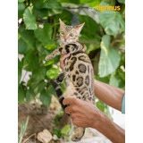 Gato Bengal Mini Leopardos