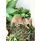 Gato Bengal