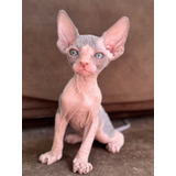 Gato Sphynx Filhote Fêmea Linhagem Russa
