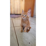 Gatos Maine Coon Filhotes