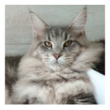 Gatos Maine Coon Filhotes