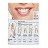 Generic Pôster Dentário Pôster De Decoração De Clínica Hospitalar Pôster De Dentista Tela Arte De Parede Imagem Escritório Família Quarto Sala De Estar Decoração Estética 12 X 16 Polegadas 30 X 40