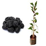 Genérico- Muda De Amora Gigante Portuguesa 20 A 40cm AMK - Plantas Online