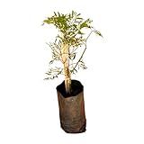 Genérico- Muda De Arvore Da Felicidade 20 A 40cm AMK - Plantas Online