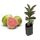 Genérico- Muda De Goiaba Tailandesa 20 A 40cm AMK - Plantas Online