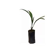 Genérico- Muda De Palmito Pupunha 20 A 40cm AMK - Plantas Online