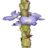 Flor