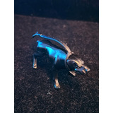 Gijoe Mutt Comandos Em Ação Hasbro Cão Bravio Mastim