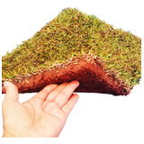 Plantio