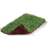 Plantio