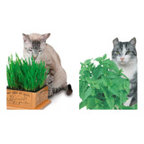 Grama Mais Erva De Gato 1000 Sementes De Cada Frete Gratis