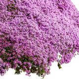 Grama Roxa Aromática Thymus Serpyllum Sementes