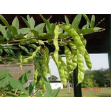 Guandú Fava Larga Fejão De Porco E Mucuna Preta 250gr Cad