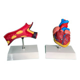 Kit Com Coração E Artéria Para Estudo E Demonstração