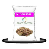 Kit Musgo 