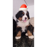 Lindos Bernese M/f Presentâo 