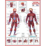 Mapa Poster Corpo Humano