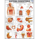 Mapa Sistema Digestório - Gigante E Enrolado - 120 X 90cm