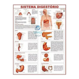 Mapa Sistema Digestorio Do