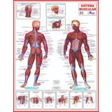 Mapa Sistema Muscular Enrolado