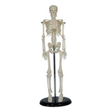 Modelo Mini Esqueleto Humano