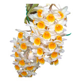 Muda De Orquidea Dendrobium