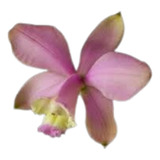 Orquidea Cattleya Loddigesii Clara