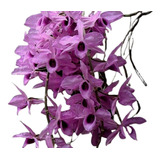 Orquidea Dendrobium Anosmum Tipo