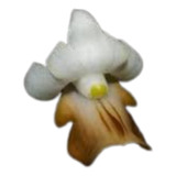 Orquidea Dendrobium Ellipsophyllum 
