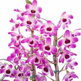 Orquidea Dendrobium Nobiles Olho