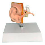 Ouvido Humano Modelo Anatomico