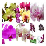 Pacote 10 Mudas Orquídea Phalaenopsis E Dendrobium No Vaso