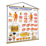 Sistema Tegumentar Banner Poster Mapa Corpo Humano Anatomia Medicina Gigante Pendurar